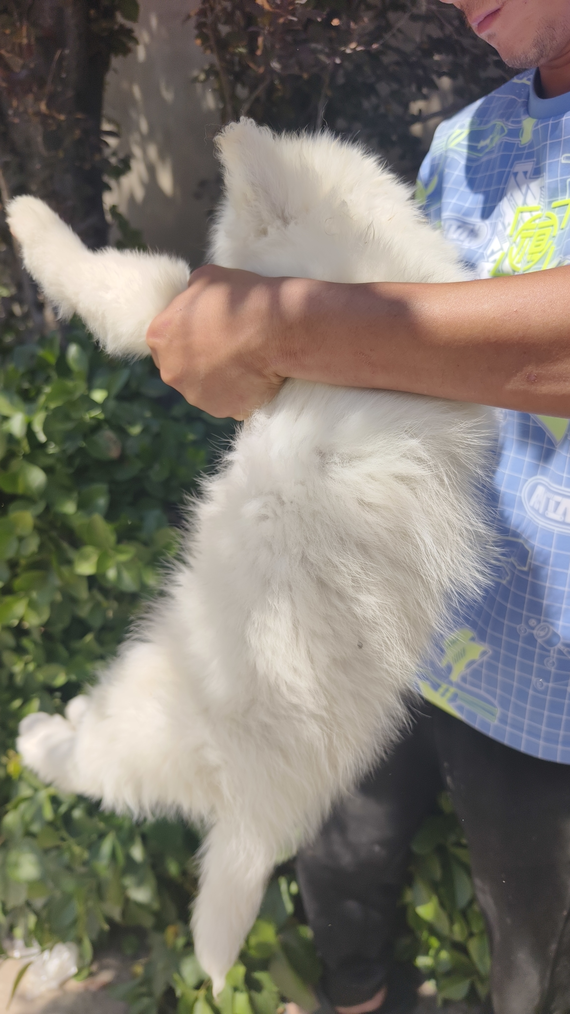 萨摩耶,母 快三个月